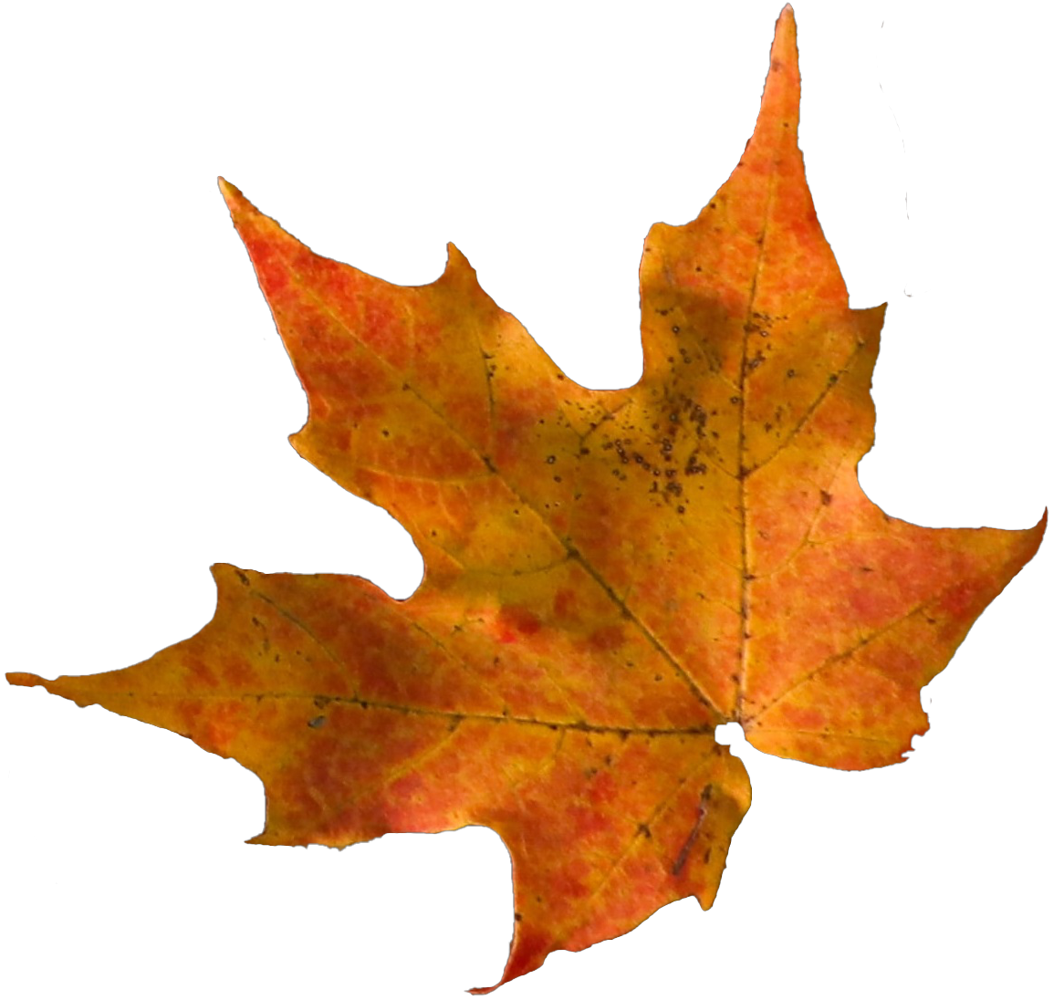 Maple Leaf